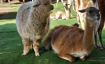 Cusco – City Tour Arqueológico: Sacsayhuaman, Qenqo, Pucapucara y Tambomachay – Pisaq: reloj solar Intiwatana – sitio arqueológico y ciudad – Descenso por sendero inka de Pisaq sitio arqueológico a Pisaq ciudad – Cusco (Desayuno y Almuerzo)