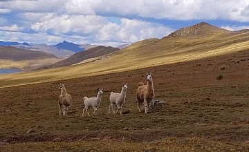 Cusco – Taucca – Huchuy Qosqo o Cusco pequeño – Ollantaytambo (Desayuno y Almuerzo)